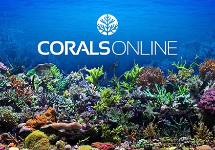 Website case study for online Corals retailer Website Snap