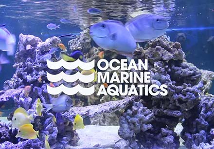 website design and development for aquatics company Website Snap